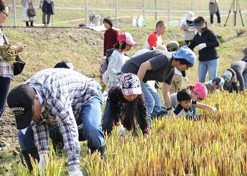 黄金色に色づいた稲穂の田んぼに親子連れの参加者が入って、腰をかがめて稲刈りをしている写真
