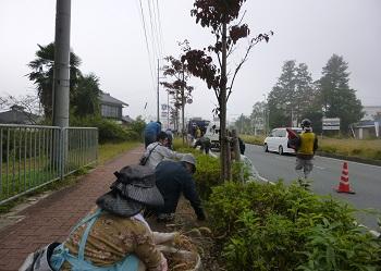 歩道横にある植樹帯の周りにボランティアの方々がかがんで、草引きをしている活動の様子の写真