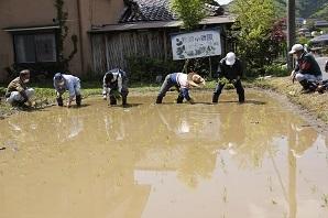 水の張った田んぼの中で、先生方と地域住民の方々が横一列に並んで、腰をかがめて苗を植えている田植えの様子の写真