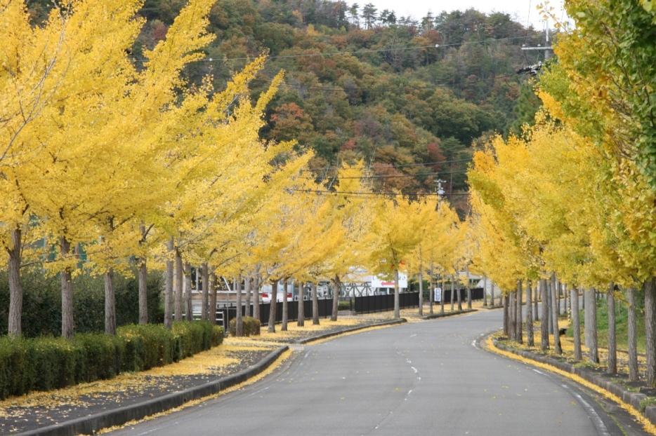 通り沿いに植えられており、紅葉で黄色に色づいているイチョウ並木の写真