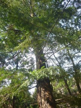 森の中に大きくそびえ立つモミの大木を下から見上げている写真