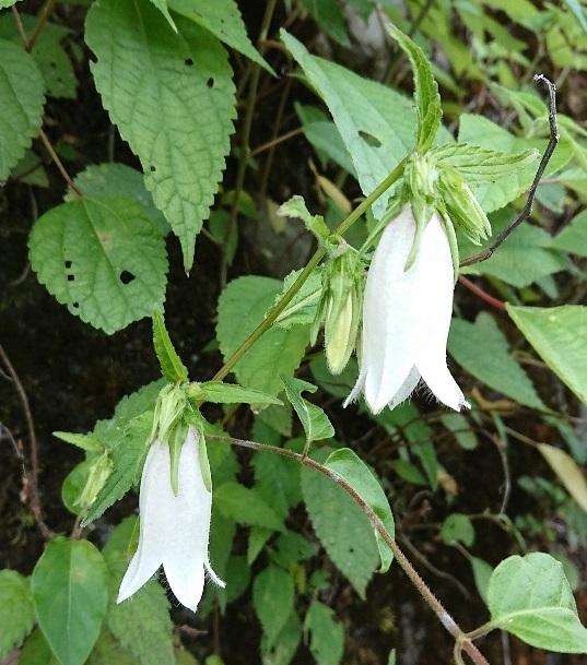 白い花が提灯の様にぶら下がっているホタルブクロの写真