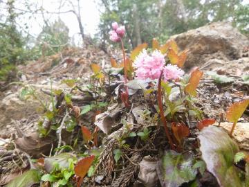 落ち葉のある地面から赤色の茎を出し咲いている薄ピンク色のイワカガミの写真