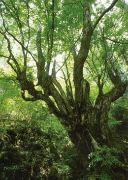 木々が生い茂る森の中、太い枝が幾重にも分かれているカツラの木を見上げるように撮影された写真