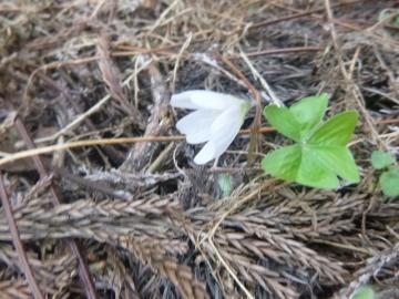 落ち葉の上に咲いている白色のミヤマカタバミの写真