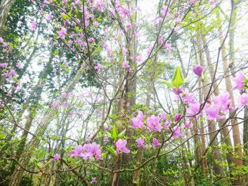 たくさんの木が生い茂っている林の中でところどころに咲いているうす紫のコバノミツバツツジの写真