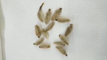 毛に覆われているコブシの冬の花芽の写真