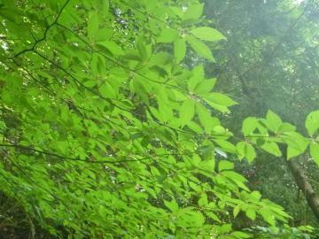 青々とした葉のクロモジの枝の写真