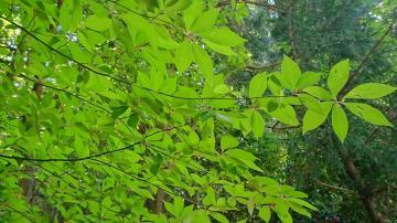 青々とした葉のクロモジの枝の写真