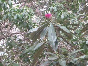 濃い緑の葉がついているピンク色の蕾のシャクナゲの写真