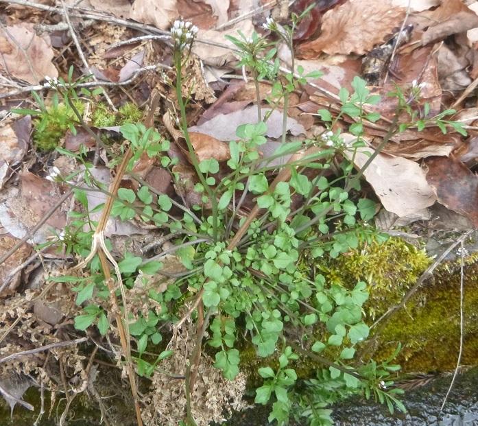 苔のついたコンクリートの端に広がるように生えているタネツケバナの写真