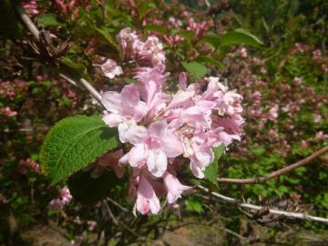 木の枝に緑の葉をつけて咲いている薄ピンク色のタニウツギの花の写真