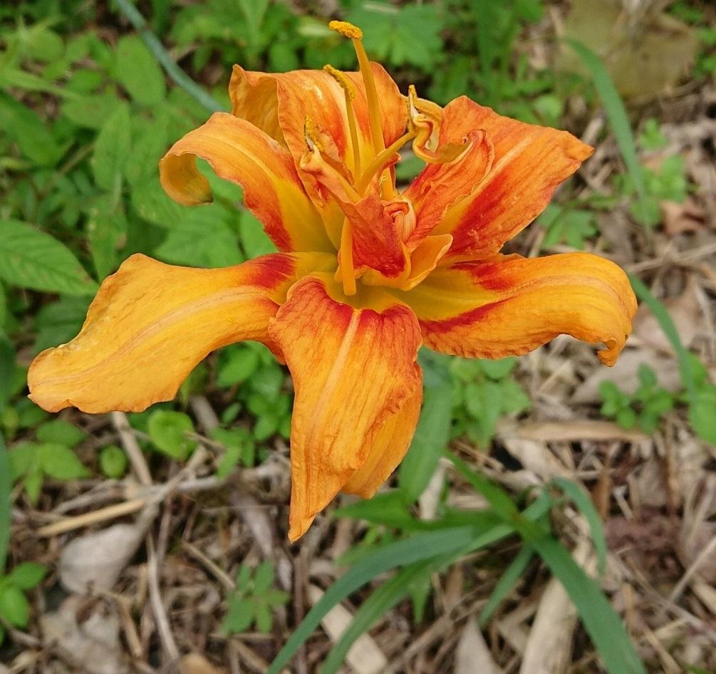 オレンジ色の花が咲いているヤブカンゾウの写真